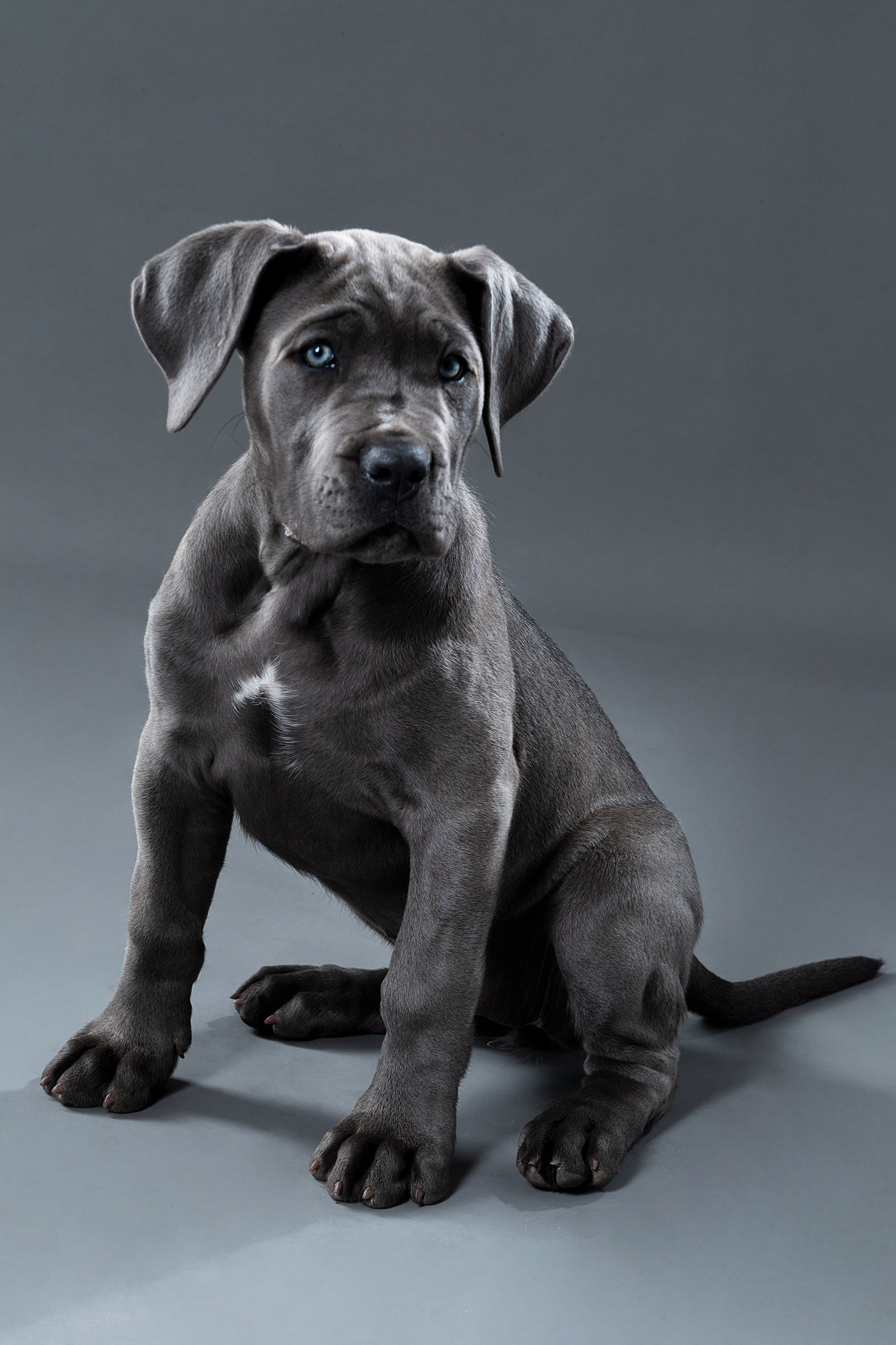 Ruhiger Moment im Studio mit einem Hund