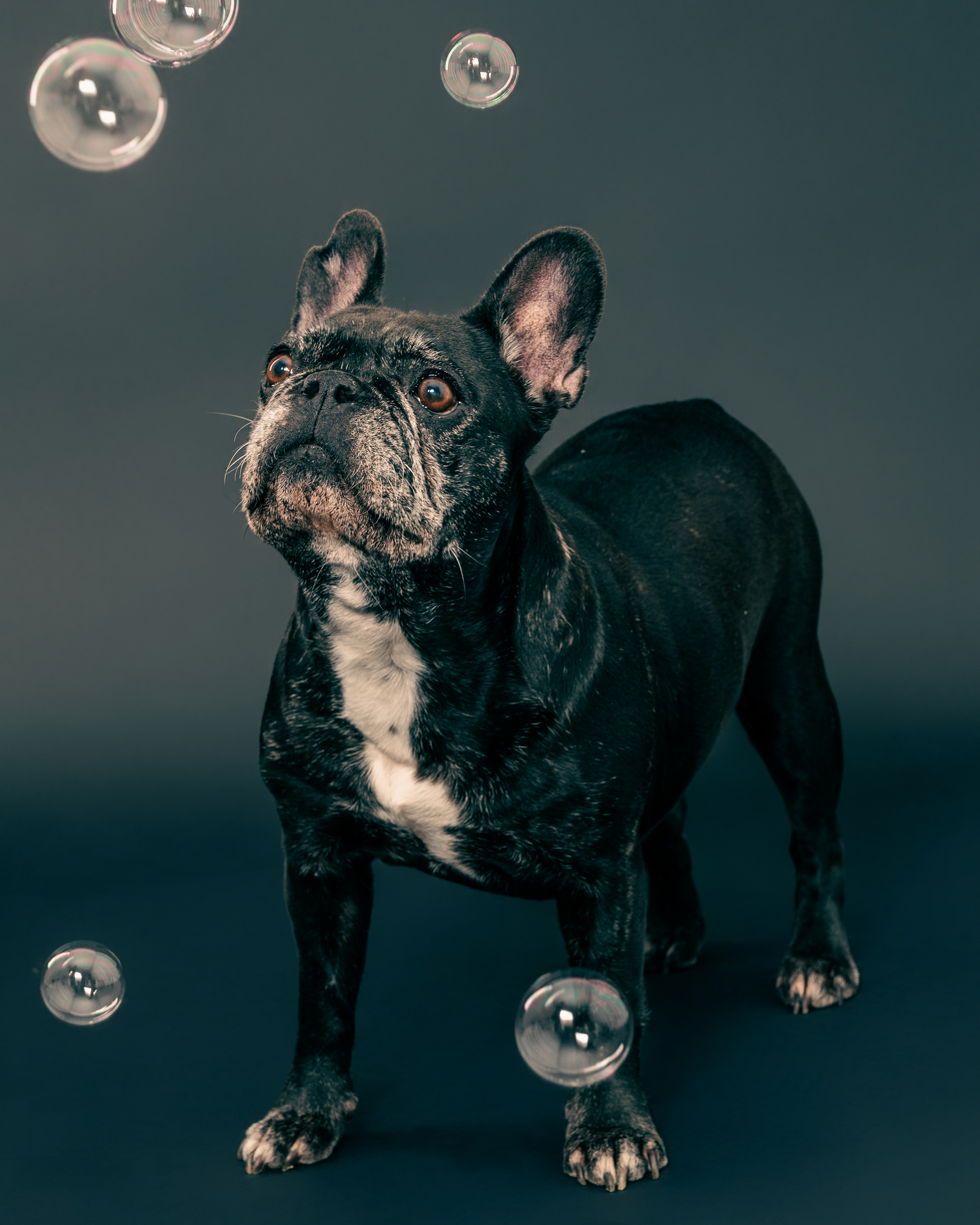 Liebevolle Tierfotografie