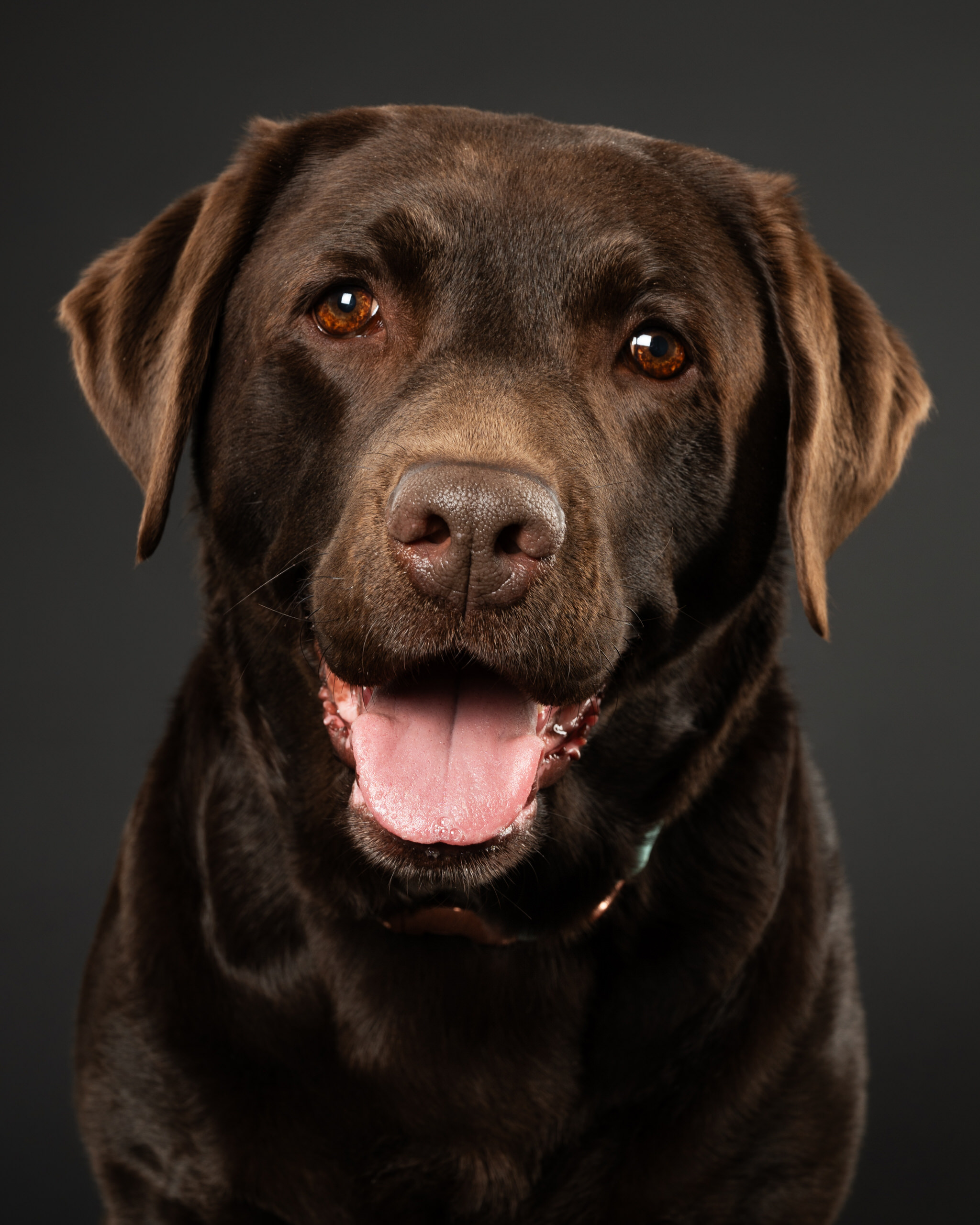 Schokoladen-Labrador im Studio - entspannt und voller Persönlichkeit