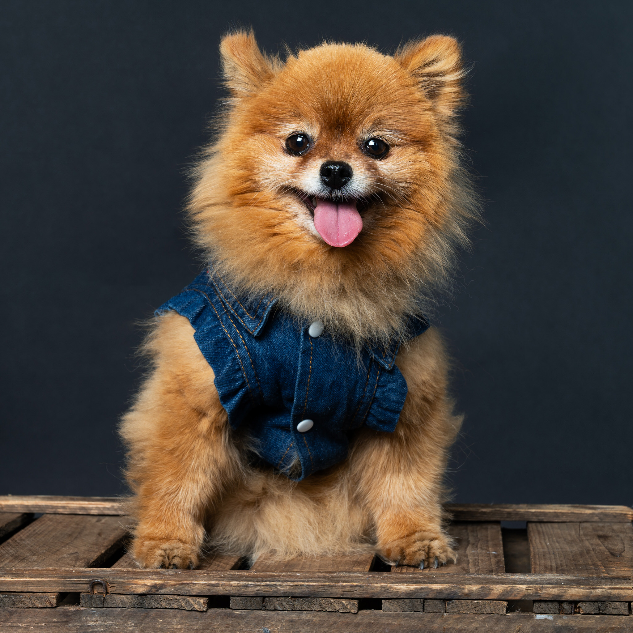 Tier-Portrait im Studio